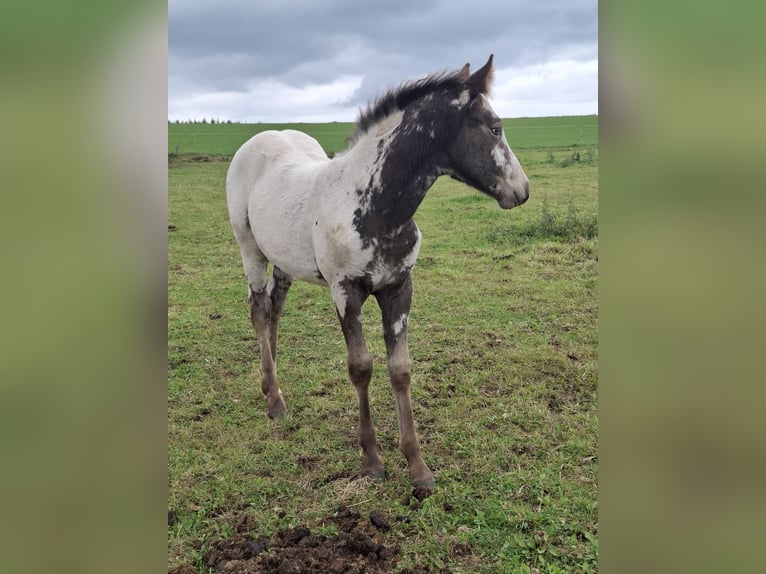 Appaloosa Mix Stute Fohlen (06/2025) Falbe in Ortho