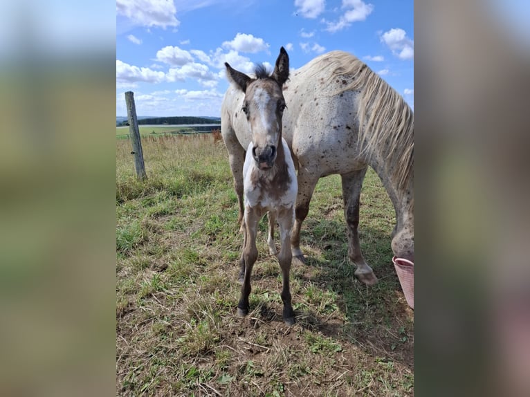 Appaloosa Mix Stute Fohlen (06/2025) Falbe in Ortho