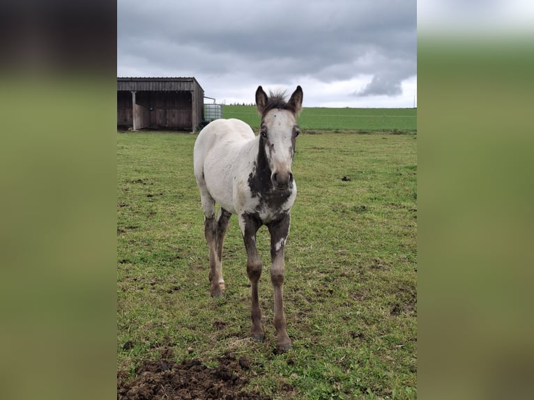 Appaloosa Mix Stute Fohlen (06/2025) Falbe in Ortho