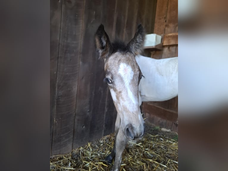Appaloosa Mix Stute Fohlen (06/2025) Falbe in Ortho