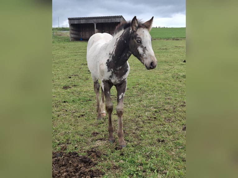 Appaloosa Mix Stute Fohlen (06/2025) Falbe in Ortho