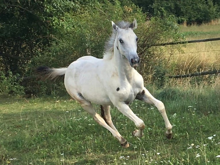 Appaloosa Stute Fohlen (03/2025) in Tisnov