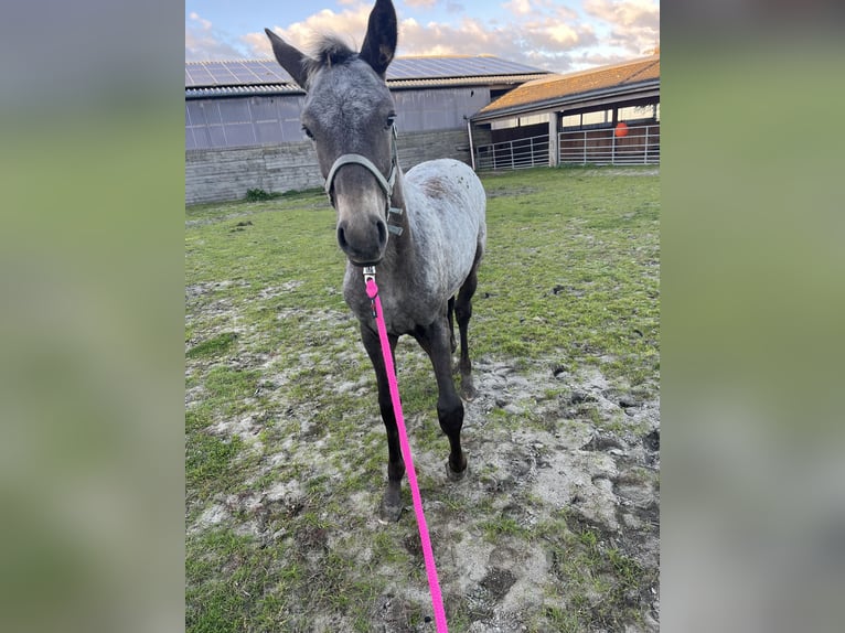 Appaloosa Mix Stute Fohlen (06/2025) in Tetenb&#xFC;ll