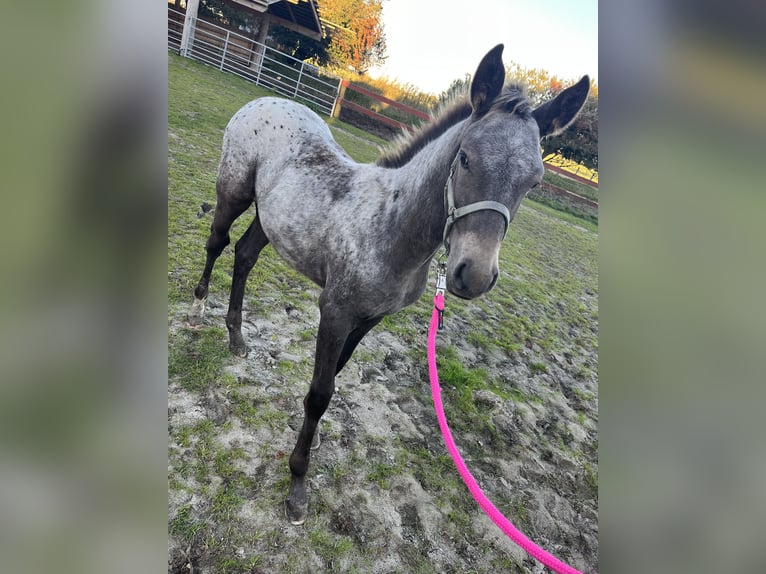 Appaloosa Mix Stute Fohlen (06/2025) in Tetenb&#xFC;ll