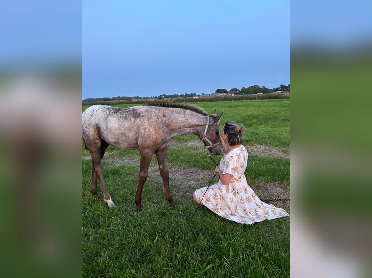 Appaloosa Mix Stute Fohlen (06/2025) in Tetenb&#xFC;ll