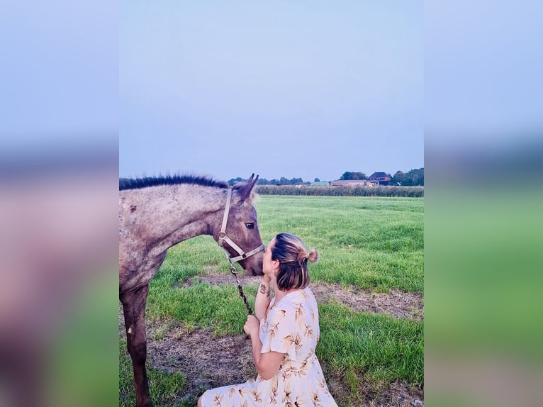 Appaloosa Mix Stute Fohlen (06/2025) in Tetenb&#xFC;ll