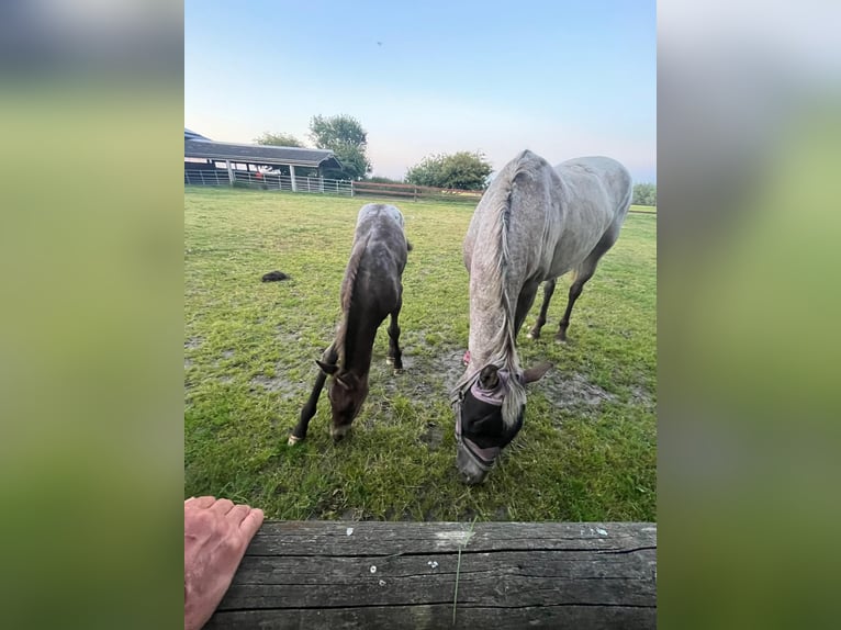 Appaloosa Mix Stute Fohlen (06/2025) in Tetenb&#xFC;ll