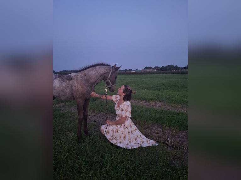 Appaloosa Mix Stute Fohlen (06/2025) in Tetenb&#xFC;ll