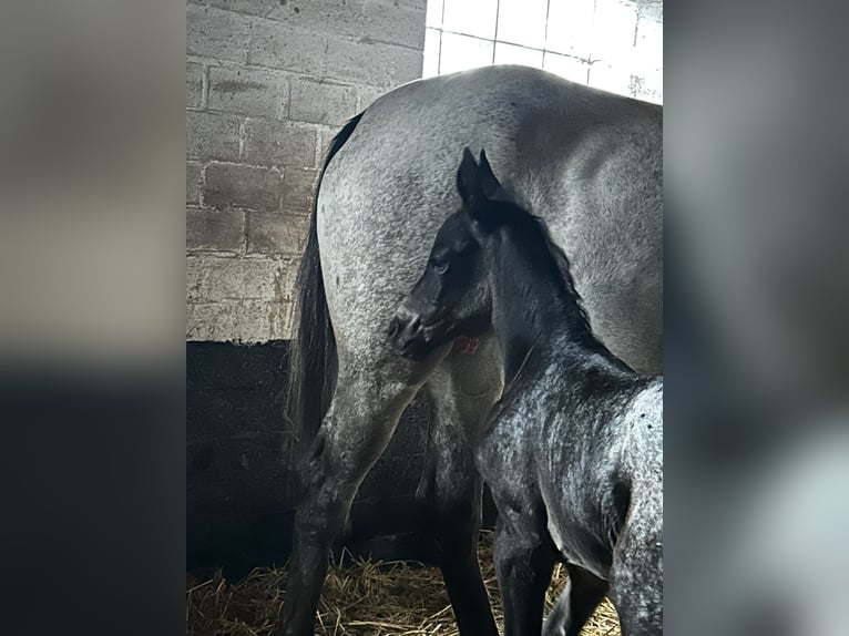 Appaloosa Mix Stute Fohlen (06/2025) in Tetenb&#xFC;ll