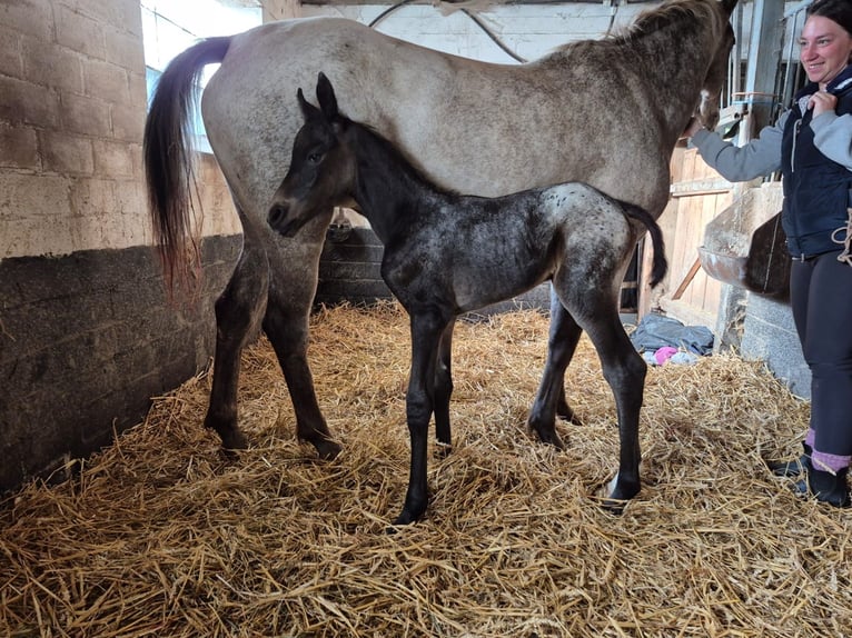 Appaloosa Mix Stute Fohlen (06/2025) in Tetenb&#xFC;ll