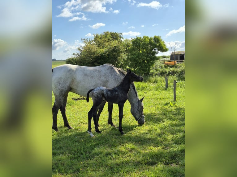 Appaloosa Mix Stute Fohlen (06/2025) in Tetenb&#xFC;ll