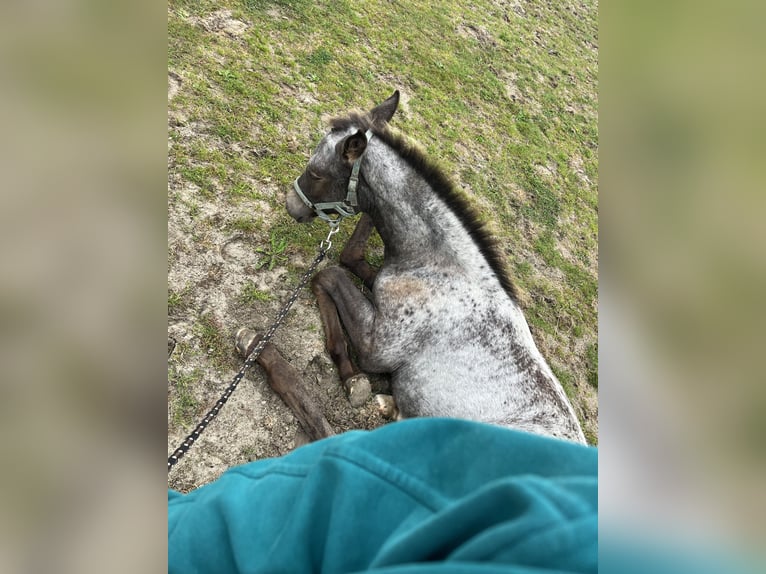 Appaloosa Mix Stute Fohlen (06/2025) in Tetenb&#xFC;ll