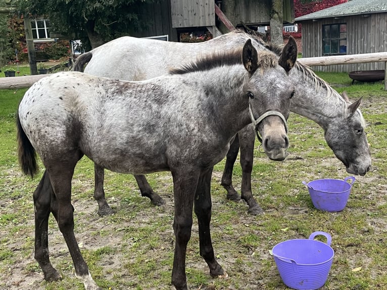 Appaloosa Mix Stute Fohlen (06/2025) in Tetenb&#xFC;ll