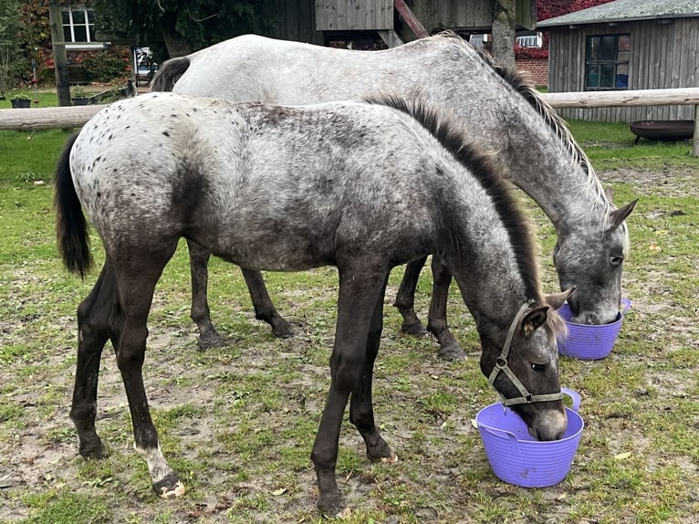 Appaloosa Mix Stute Fohlen (06/2025) in Tetenb&#xFC;ll