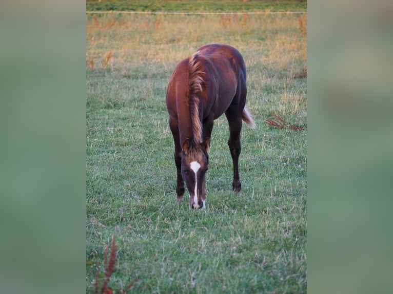 Appaloosa Stute Fohlen (04/2024) Fuchs in Oostkapelle