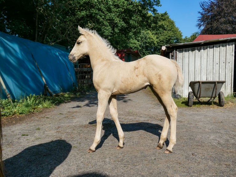 Appaloosa Stute Fohlen (05/2026) Palomino in Friedeburg-Marx