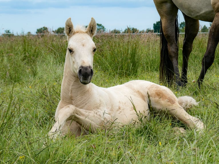 Appaloosa Stute Fohlen (05/2026) Palomino in Friedeburg-Marx