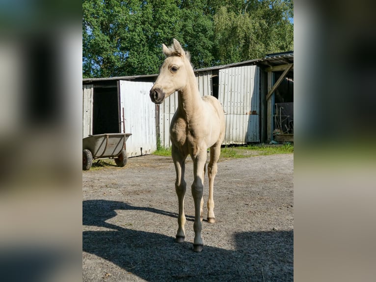 Appaloosa Stute Fohlen (05/2026) Palomino in Friedeburg-Marx