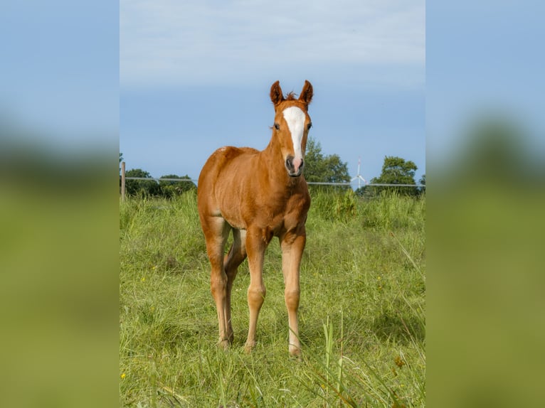 Appaloosa Stute Fohlen (05/2026)  in Friedeburg-Marx
