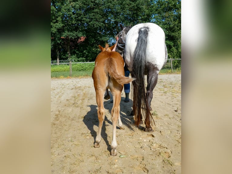 Appaloosa Stute Fohlen (05/2026)  in Friedeburg-Marx