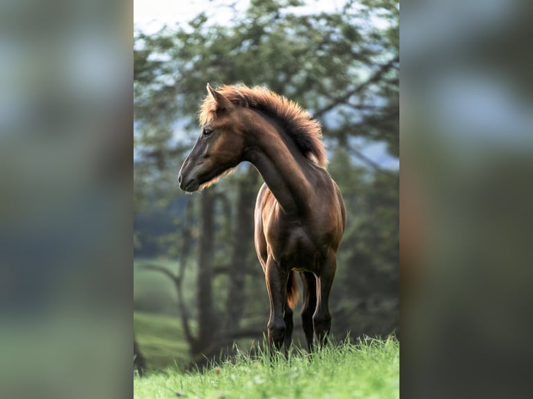 Appaloosa Stute Fohlen (03/2024) Rappe in Schüpfheim