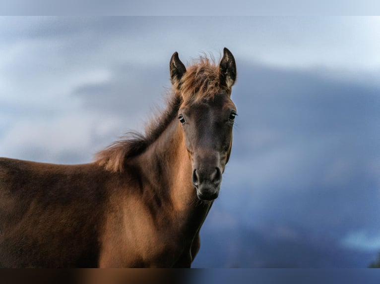 Appaloosa Stute Fohlen (03/2024) Rappe in Schüpfheim