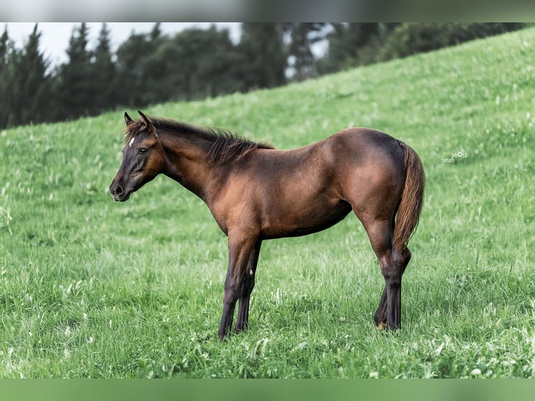 Appaloosa Stute Fohlen (04/2024) Rappe in Schüpfheim