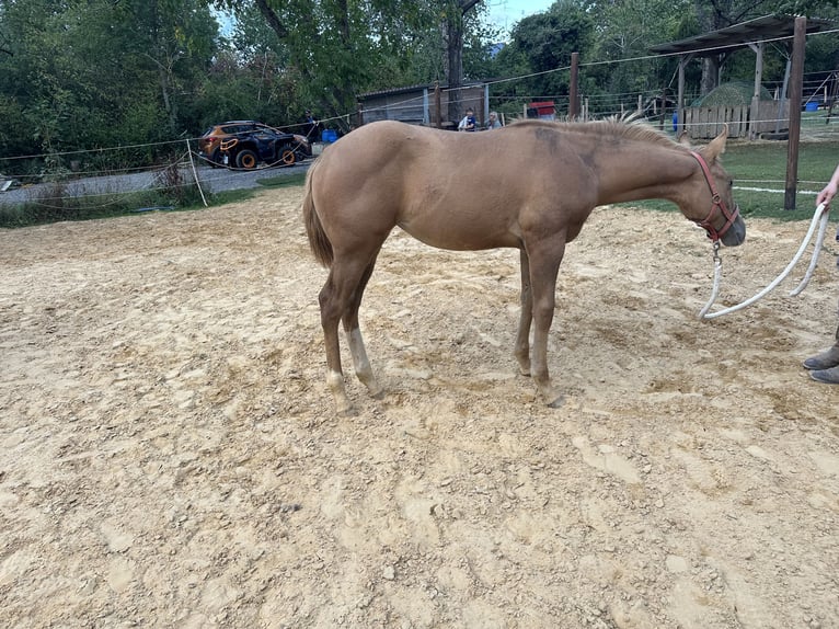 Appaloosa Stute Fohlen (04/2026) Red Dun in Kempfeld
