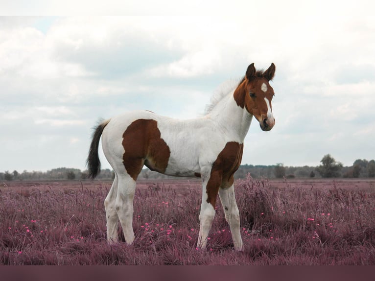 Appaloosa Mix Stute  Schecke in Nieuwerkerk aan den IJssel