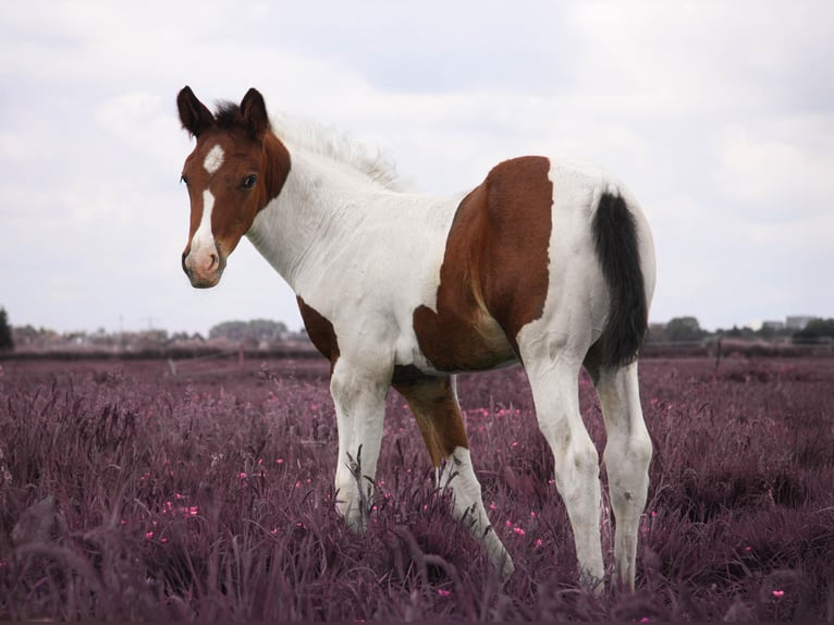 Appaloosa Mix Stute  Schecke in Nieuwerkerk aan den IJssel