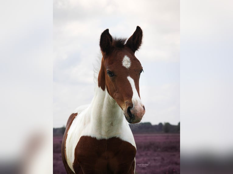 Appaloosa Mix Stute  Schecke in Nieuwerkerk aan den IJssel
