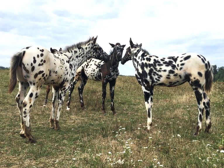 Appaloosa Stute Fohlen (04/2024) Tigerschecke in Brno