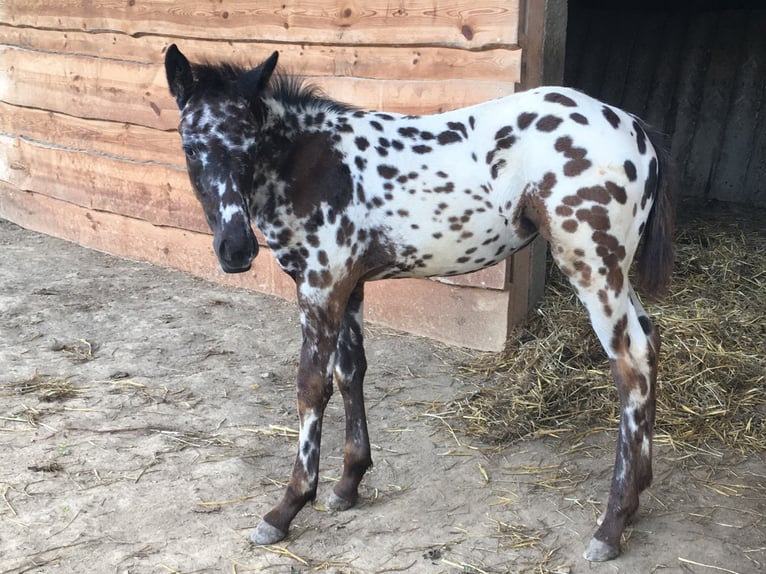 Appaloosa Stute Fohlen (04/2024) Tigerschecke in Brno