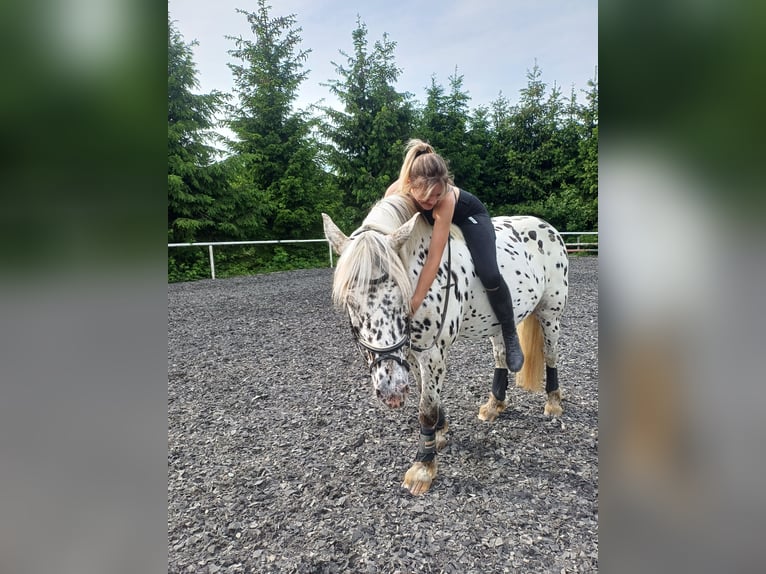 Appaloosa Valack 10 år 155 cm Pinto in Sigmarszell