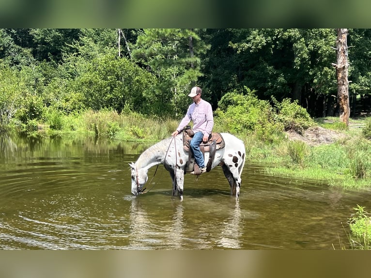 Appaloosa Valack 12 år 147 cm in Hartsville