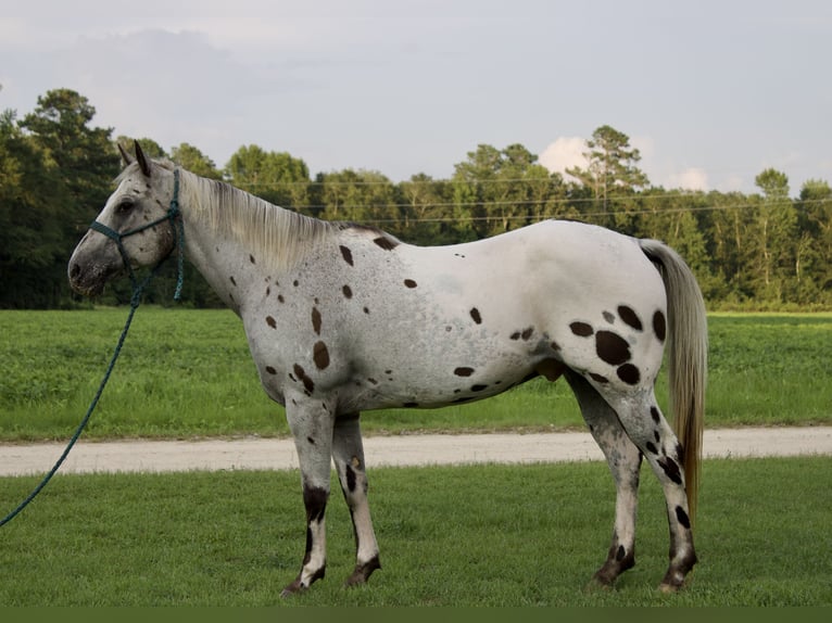 Appaloosa Valack 12 år 147 cm in Hartsville