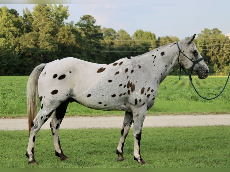 Appaloosa Valack 12 år 147 cm in Hartsville