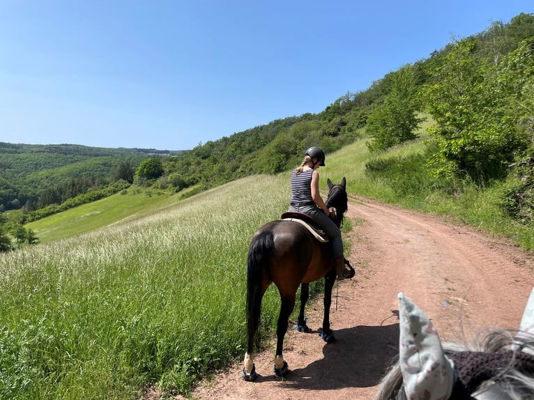 Appaloosa Blandning Valack 14 år 152 cm Brun in Gau-Algesheim