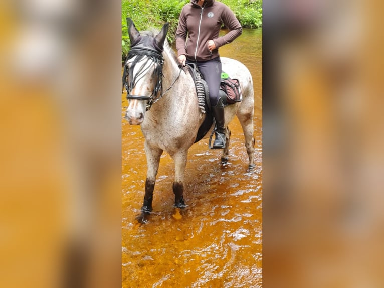 Appaloosa Blandning Valack 15 år 158 cm Pinto in Kronberg