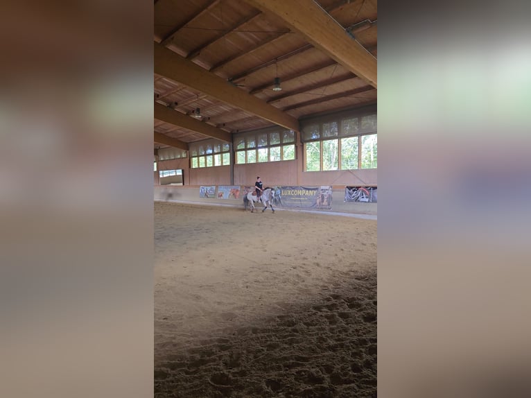 Appaloosa Blandning Valack 17 år 150 cm Grå-flugskimmel in Selm