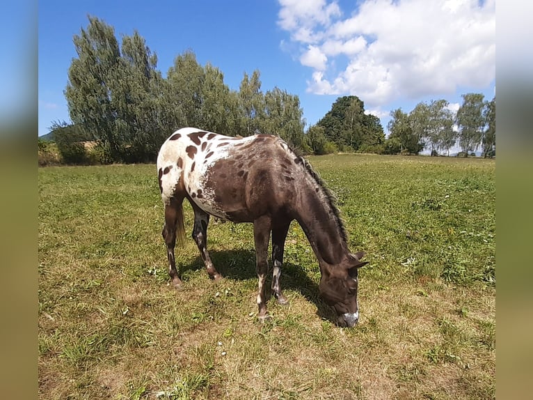 Appaloosa Valack 2 år 155 cm Brun in Martin