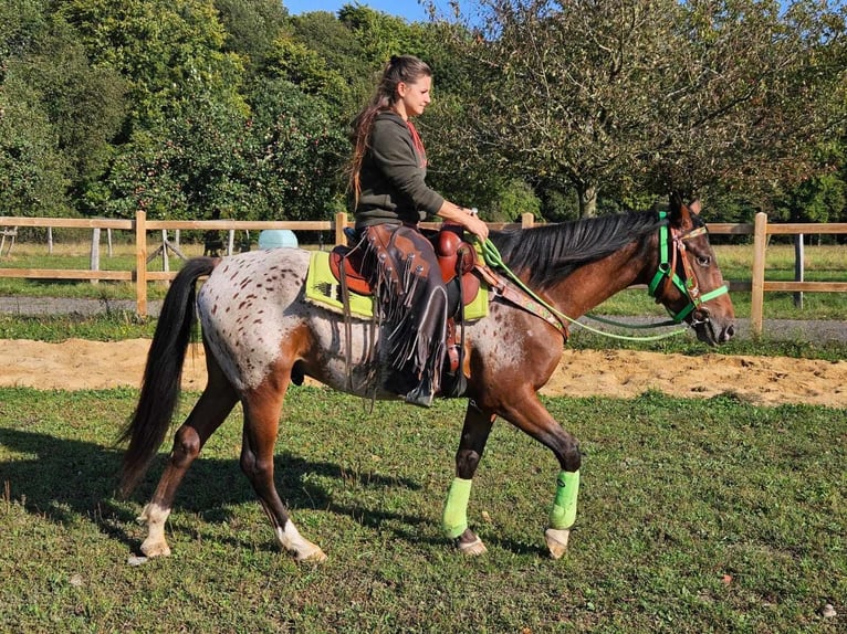 Appaloosa Valack 3 år 150 cm Leopard-Piebald in Linkenbach