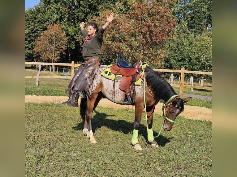 Appaloosa Valack 3 år 150 cm Leopard-Piebald in Linkenbach