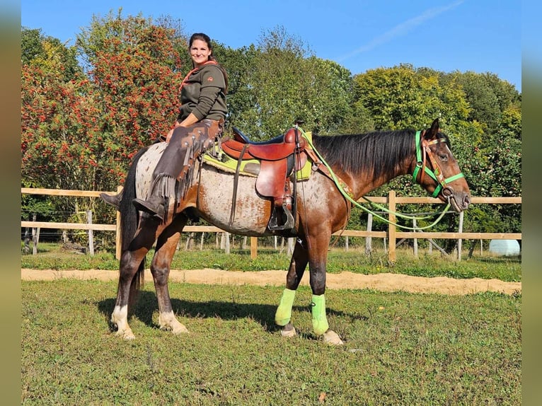 Appaloosa Valack 3 år 150 cm Leopard-Piebald in Linkenbach