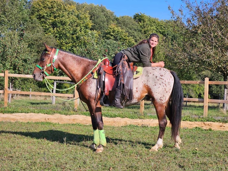 Appaloosa Valack 3 år 150 cm Leopard-Piebald in Linkenbach