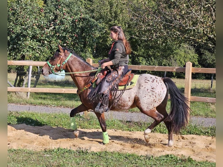 Appaloosa Valack 3 år 150 cm Leopard-Piebald in Linkenbach