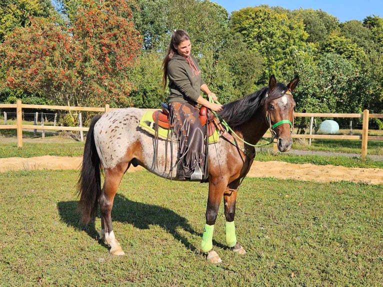 Appaloosa Valack 3 år 150 cm Leopard-Piebald in Linkenbach