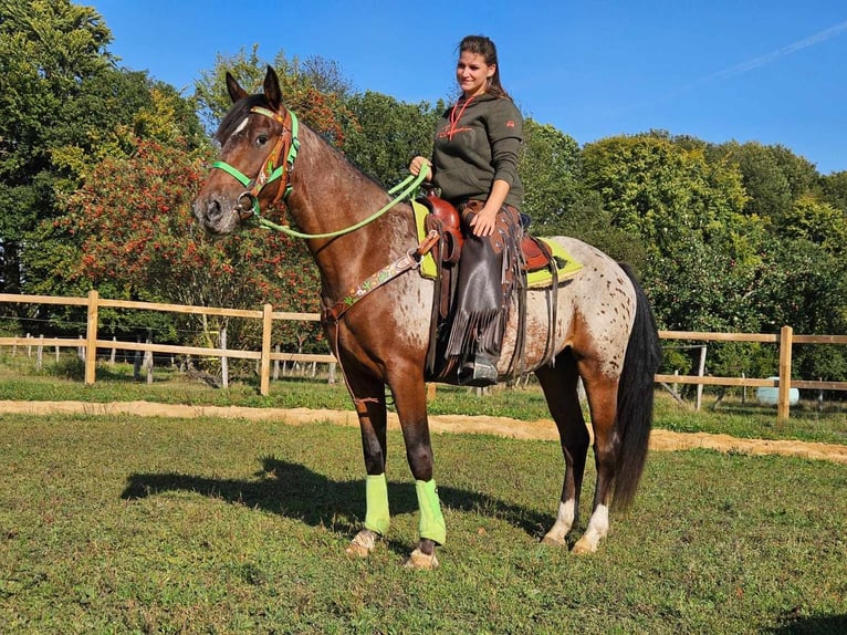 Appaloosa Valack 3 år 150 cm Leopard-Piebald in Linkenbach