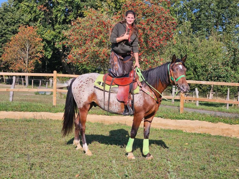 Appaloosa Valack 3 år 150 cm Leopard-Piebald in Linkenbach