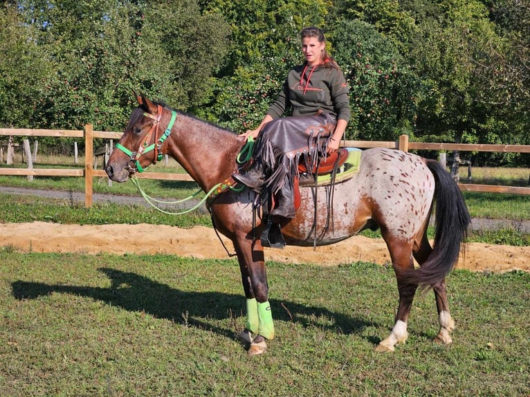 Appaloosa Valack 3 år 150 cm Leopard-Piebald in Linkenbach